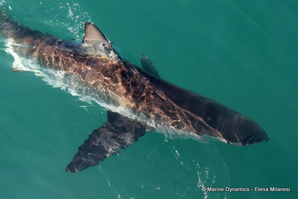 Bronze whaler shark, South Africa 