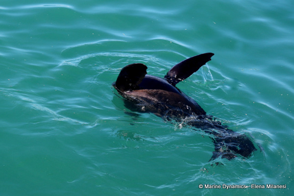 Cape Fur Seal, South Africa 