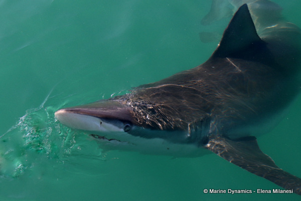 Bronze whaler shark, South Africa 