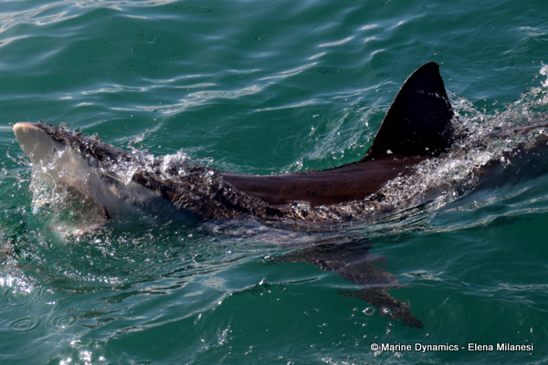 Bronze whaler shark, South Africa 