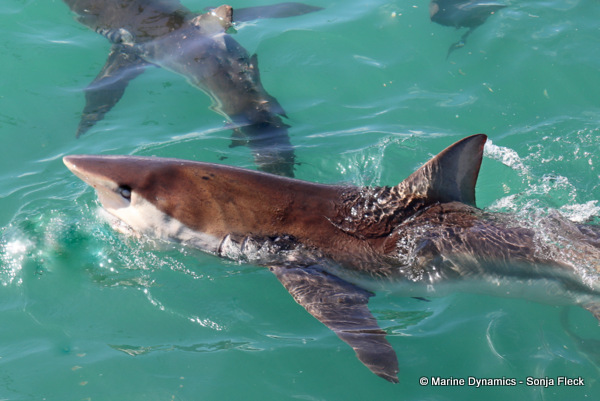Bronze whaler shark, South Africa