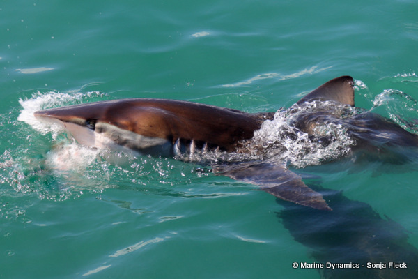 Bronze whaler shark, South Africa