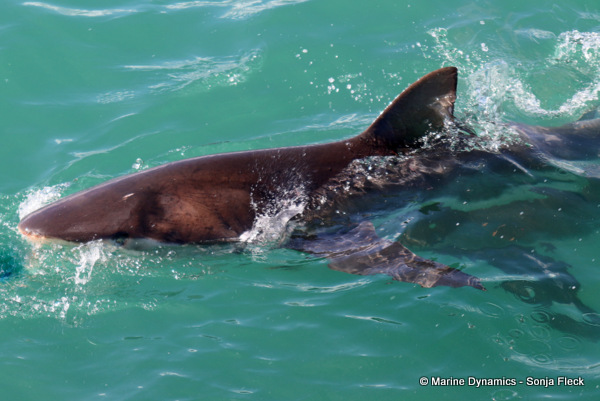 Bronze whaler shark, South Africa