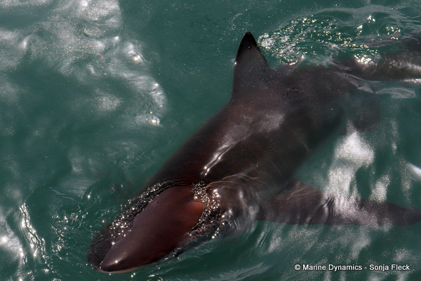 Bronze whaler shark, South Africa