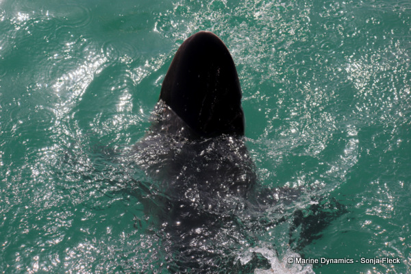 Bronze whaler shark, South Africa