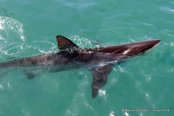 Bronze whaler shark, South Africa