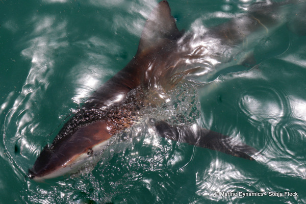 Bronze whaler shark, South Africa