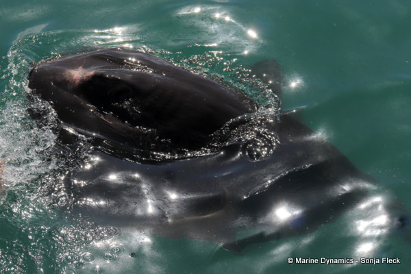 Short-tail stingray, South Africa