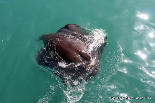 Short-tail stingray, South Africa