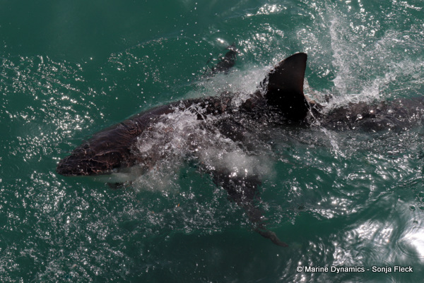 Bronze whaler shark, South Africa