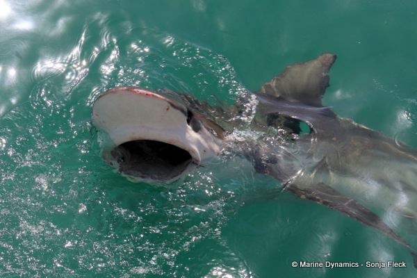 Bronze whaler shark, South Africa