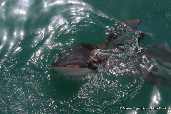 Bronze whaler shark, South Africa
