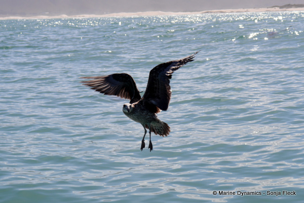 Cape gull, South Africa