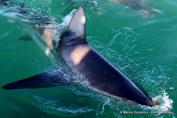 Bronze whaler shark, South Africa 