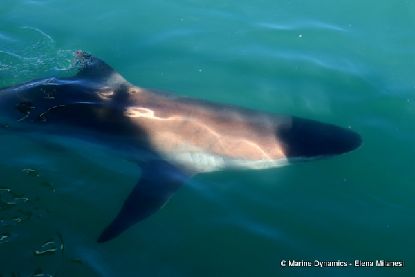 Bronze whaler shark, South Africa 