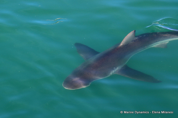 Bronze whaler shark, South Africa 