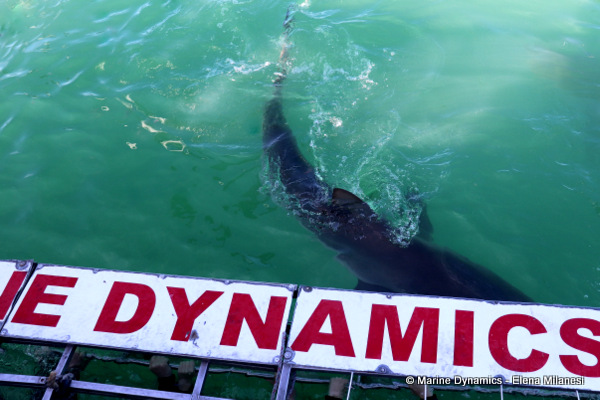Bronze whaler shark, South Africa 