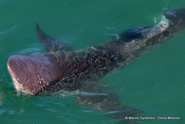 Bronze whaler shark, South Africa 