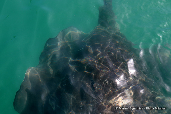 Short-tail stingray, South Africa 