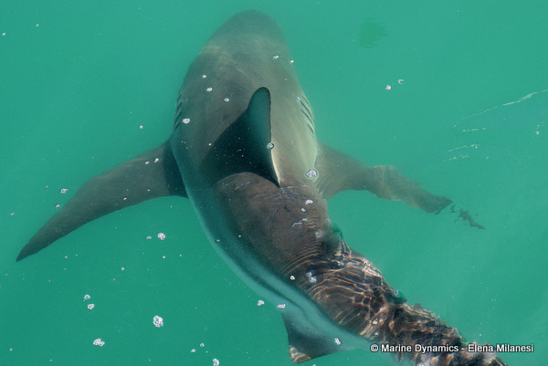 Bronze whaler shark, South Africa 