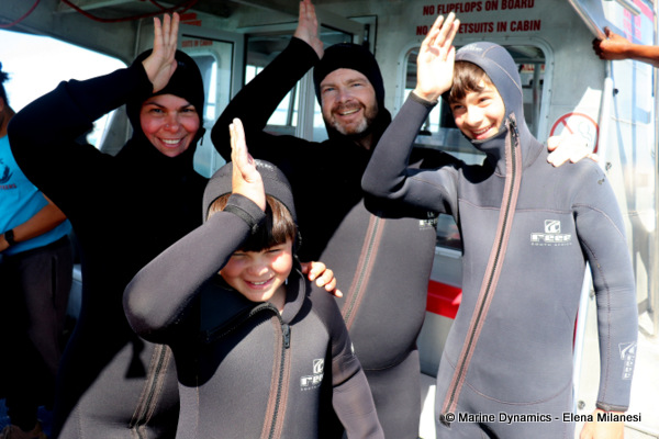 shark cage diving, South Africa