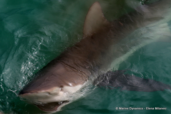 Bronze whaler shark, South Africa