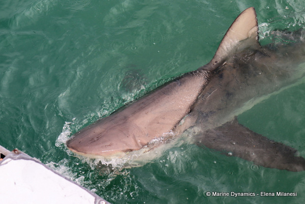 Bronze whaler shark, South Africa