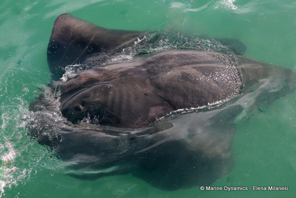 Short-tail stingray, South Africa
