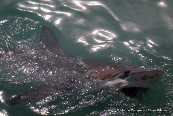 Bronze whaler shark, South Africa