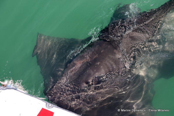 Short-tail stingray, South Africa