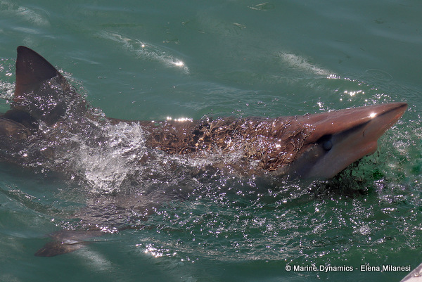 Bronze whaler shark, South Africa