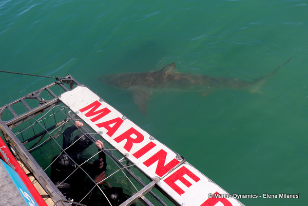 Bronze whaler shark, South Africa