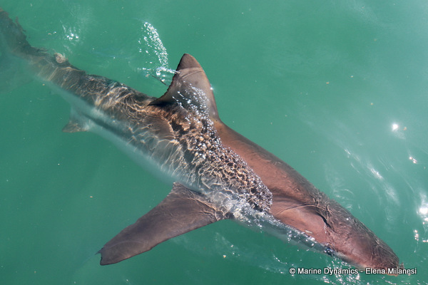 Bronze whaler shark, South Africa
