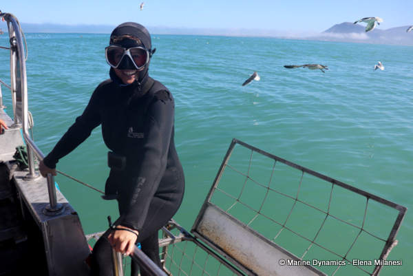 Shark cage diving, South Africa