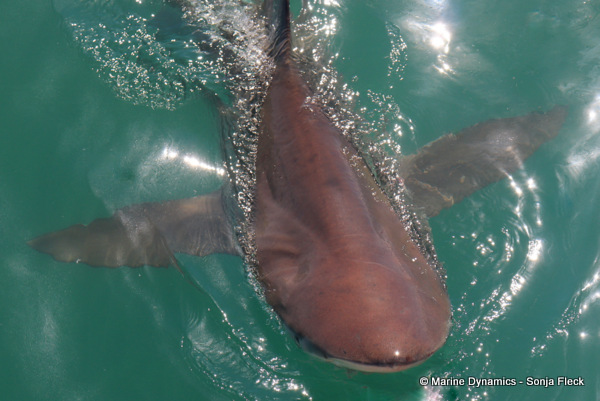 Bronze whaler shark, South Africa