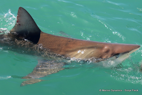 Bronze whaler shark, South Africa