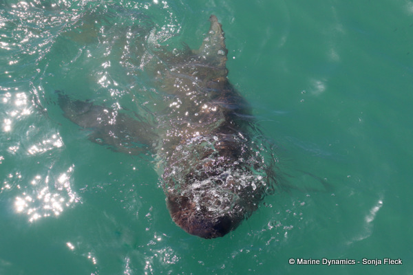 Bronze whaler shark, South Africa