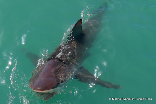 Bronze whaler shark, South Africa