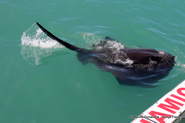Short-tail stingray, South Africa