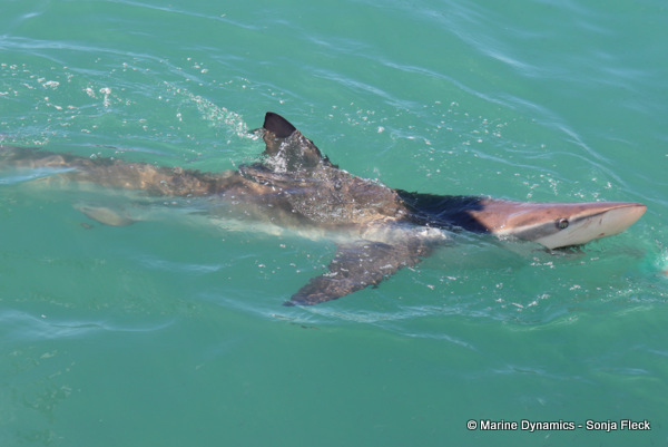 Bronze whaler shark, South Africa