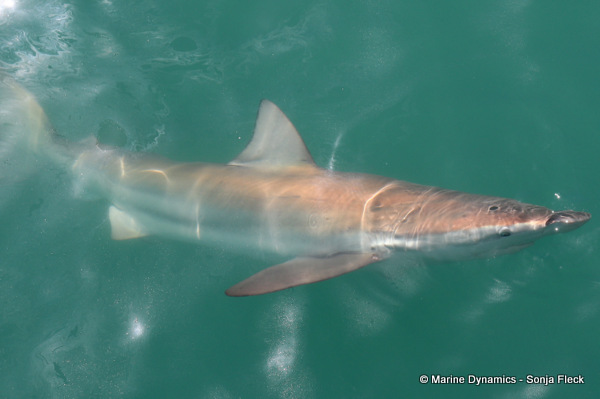 Bronze whaler shark, South Africa