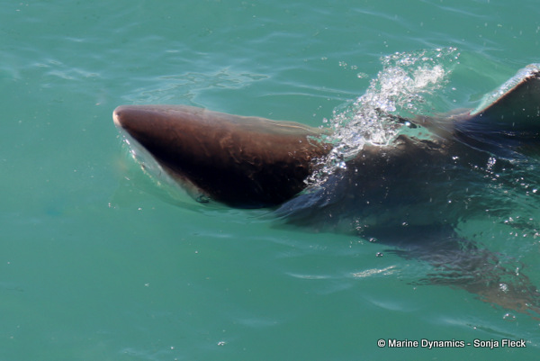 Bronze whaler shark, South Africa