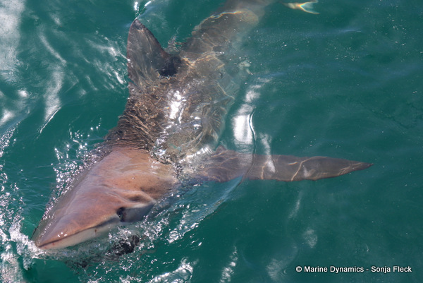 Bronze whaler shark, South Africa