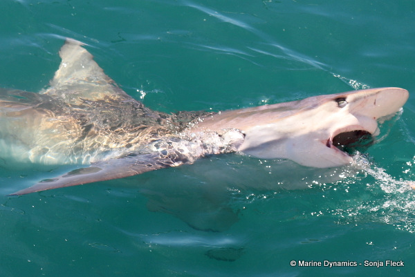 Bronze whaler shark, South Africa