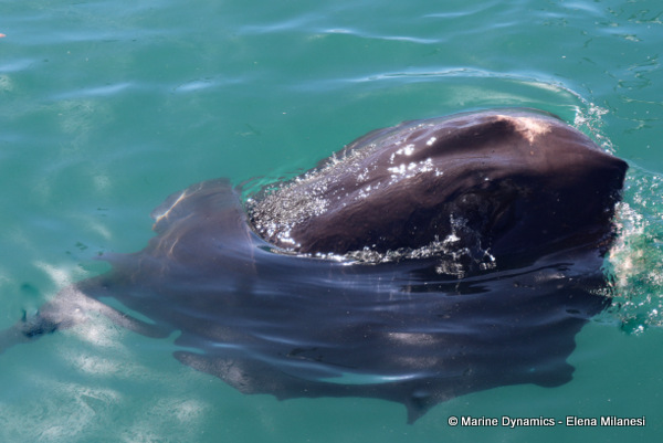 Short-tail stingray, South Africa 