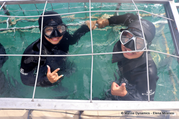 Shark cage diving, South Africa
