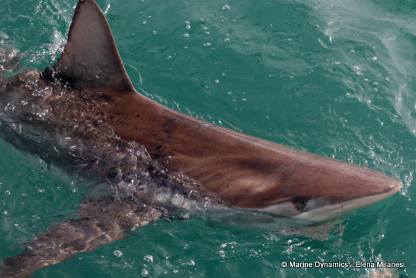 Bronze whaler shark, South Africa