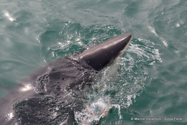Bronze whaler shark, South Africa