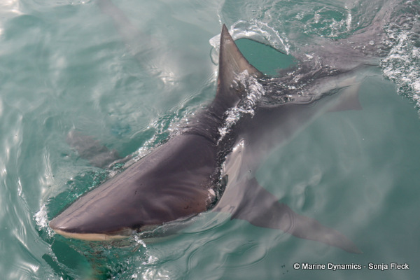 Bronze whaler shark, South Africa