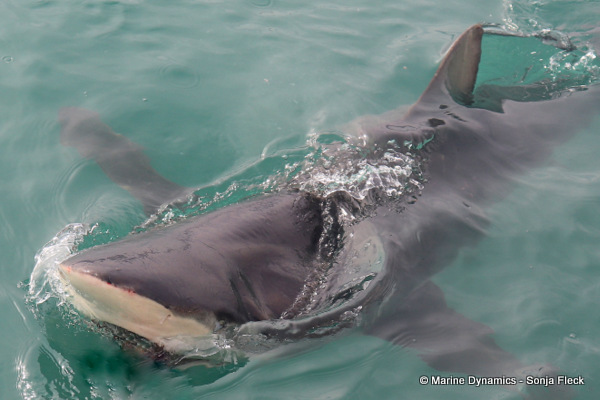 Bronze whaler shark, South Africa